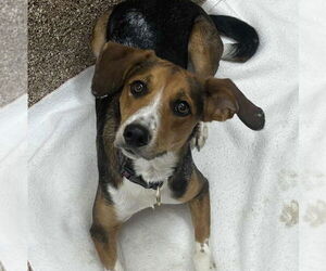 Beagle Dogs for adoption in Martinsburg, WV, USA