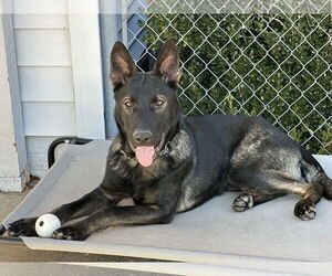 German Shepherd Dog Dogs for adoption in La Grange , NC, USA