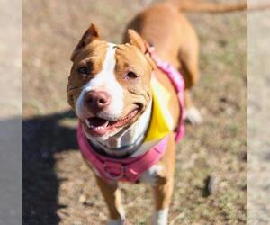 American Staffordshire Terrier-Unknown Mix Dogs for adoption in San Antonio, TX, USA
