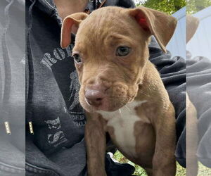 Staffordshire Bull Terrier-Unknown Mix Dogs for adoption in pomfret, CT, USA