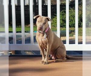 American Pit Bull Terrier Dogs for adoption in Towson, MD, USA