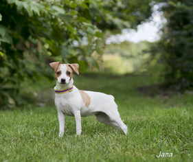 Medium Photo #1 Jack Russell Terrier Puppy For Sale in Mt Carmel, PA, USA