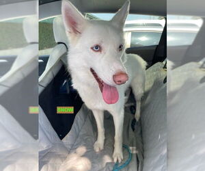 Siberian Husky-Unknown Mix Dogs for adoption in Woodland Hills, CA, USA