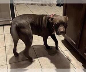 Staffordshire Bull Terrier Dogs for adoption in San Antonio, TX, USA