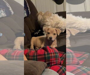 Mutt Dogs for adoption in NEWPORT NH, NH, USA