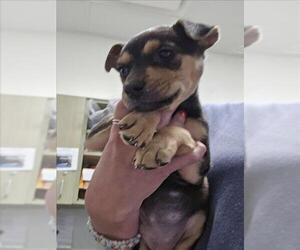 Rottweiler-Unknown Mix Dogs for adoption in Plano, TX, USA