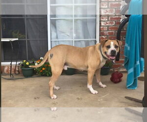 Boxer-Unknown Mix Dogs for adoption in Escondido, CA, USA