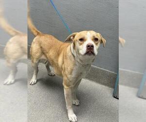 American Pit Bull Terrier-Unknown Mix Dogs for adoption in Las Vegas, NV, USA