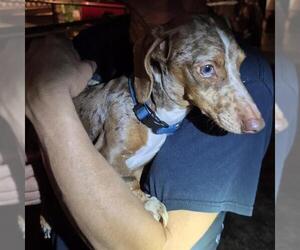 Dachshund Dogs for adoption in San Antonio, TX, USA