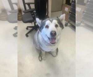 Akita-Alaskan Malamute Mix Dogs for adoption in Santa Cruz, CA, USA