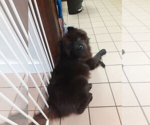 Chow Chow Dogs for adoption in San Antonio, TX, USA