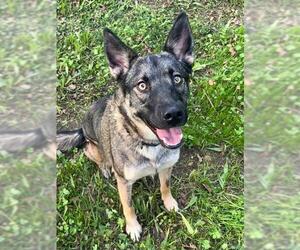 German Shepherd Dog Dogs for adoption in Sacramento, CA, USA