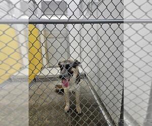 German Shepherd Dog Dogs for adoption in Temple, TX, USA