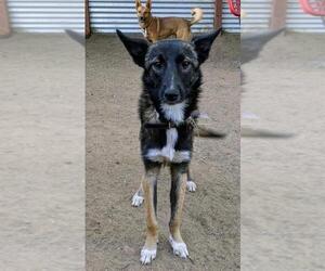 Australian Shepherd-Whippet Mix Dogs for adoption in El Cajon, CA, USA
