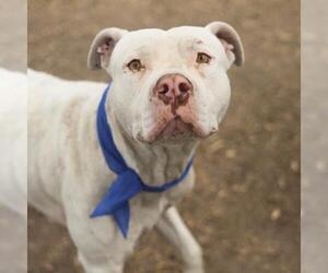 American Staffordshire Terrier-Unknown Mix Dogs for adoption in San Antonio, TX, USA
