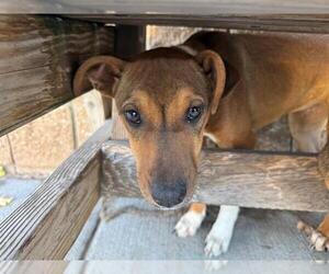 Medium Photo #1 Mutt Puppy For Sale in Tulsa, OK, USA