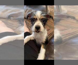 Cairn Terrier Dogs for adoption in Gilbert, AZ, USA