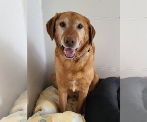 Golden Labrador Dogs for adoption in Iroquois, IL, USA