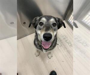 Golden Retriever-Huskies Mix Dogs for adoption in Fairbanks, AK, USA