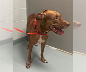 American Pit Bull Terrier Dogs for adoption in St. Cloud, FL, USA