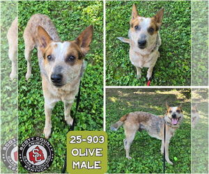 Mutt Dogs for adoption in Georgetown, KY, USA