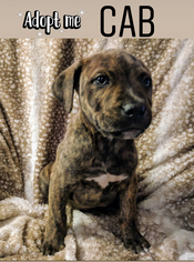 Medium Photo #1 Boxer Puppy For Sale in Nashville, TN, USA