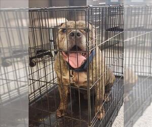 American Pit Bull Terrier-Unknown Mix Dogs for adoption in Houston, TX, USA