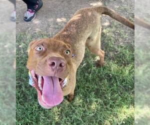 German Shepherd Dog-Unknown Mix Dogs for adoption in Tulsa, OK, USA