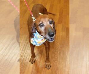 Redbone Coonhound Dogs for adoption in Elgin, IL, USA