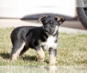 Labrador Retriever Dogs for adoption in Laramie, WY, USA