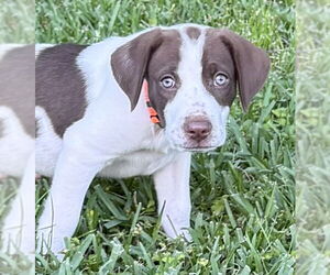 Pointer-Unknown Mix Dogs for adoption in Rockaway, NJ, USA