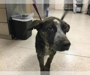 German Shepherd Dog-Unknown Mix Dogs for adoption in Riverside, CA, USA