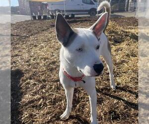 Siberian Husky-Unknown Mix Dogs for adoption in Denver, CO, USA