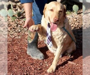 Chesapeake Bay Retriever Dogs for adoption in Von Ormy, TX, USA