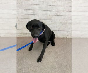 Labrador Retriever Dogs for adoption in San Bernardino, CA, USA