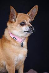 Chihuahua-Unknown Mix Dogs for adoption in San Pedro, CA, USA