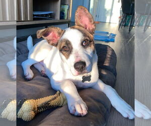Border-Aussie Dogs for adoption in San Diego, CA, USA