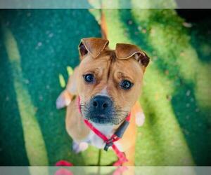 Mutt Dogs for adoption in Orlando, FL, USA