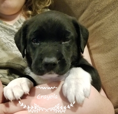 Borador Dogs for adoption in Brownsboro, AL, USA