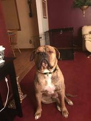 American Bulldog Dogs for adoption in Lewistown, PA, USA