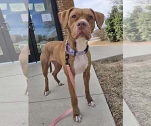 American Pit Bull Terrier-Labrador Retriever Mix Dogs for adoption in Millersville, MD, USA