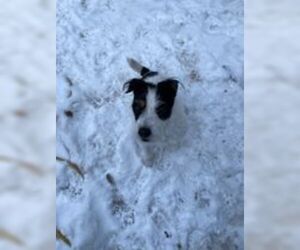 Jack Russell Terrier Dogs for adoption in Anchorage, AK, USA