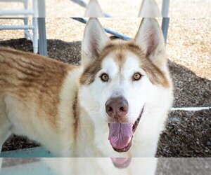 Alusky Dogs for adoption in Santa Rosa, CA, USA