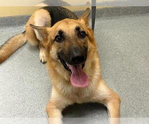 German Shepherd Dog Dogs for adoption in Orange, CA, USA