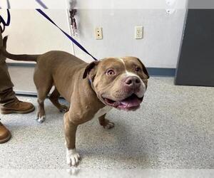 American Pit Bull Terrier-Unknown Mix Dogs for adoption in Visalia, CA, USA