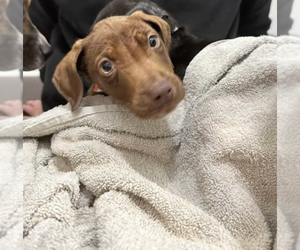Doberman Pinscher-Labrador Retriever Mix Dogs for adoption in garner, NC, USA