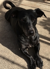 Dachshund-Unknown Mix Dogs for adoption in Lakewood, CA, USA