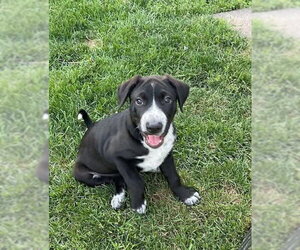 Mutt Dogs for adoption in New London, WI, USA