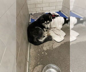 Medium Photo #1 Siberian Husky Puppy For Sale in Stockton, CA, USA