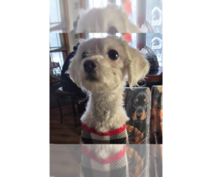 Maltese-Unknown Mix Dogs for adoption in Plymouth, MN, USA